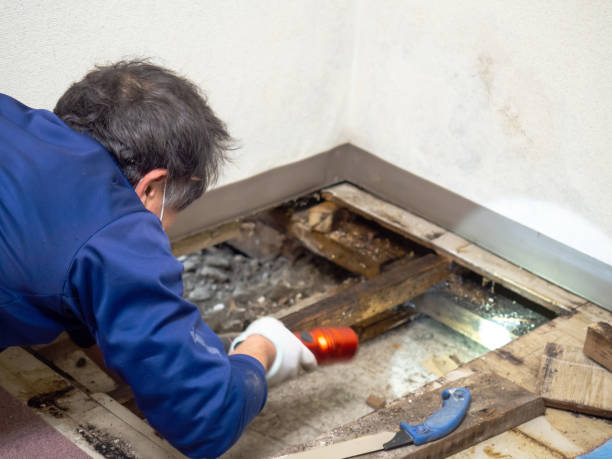 Best Mold Testing  in Mullins, SC