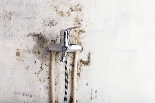 Best Mold Testing  in Mullins, SC