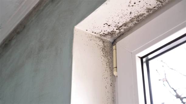 Best Local Mold Removal Service  in Mullins, SC