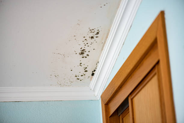 Crawl Space Mold Removal in Mullins, SC