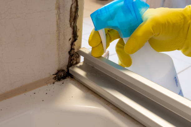Best Mold Remediation Services  in Mullins, SC