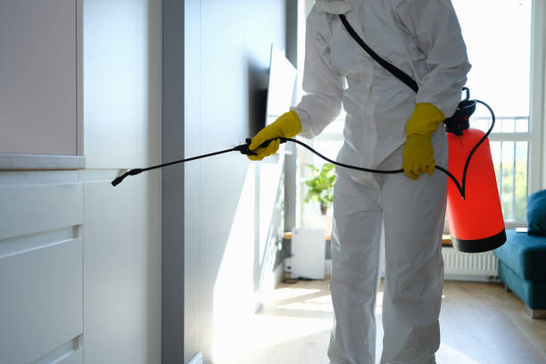 Best Mold Remediation Experts  in Mullins, SC