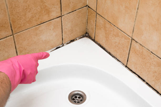 Best Crawl Space Mold Removal  in Mullins, SC